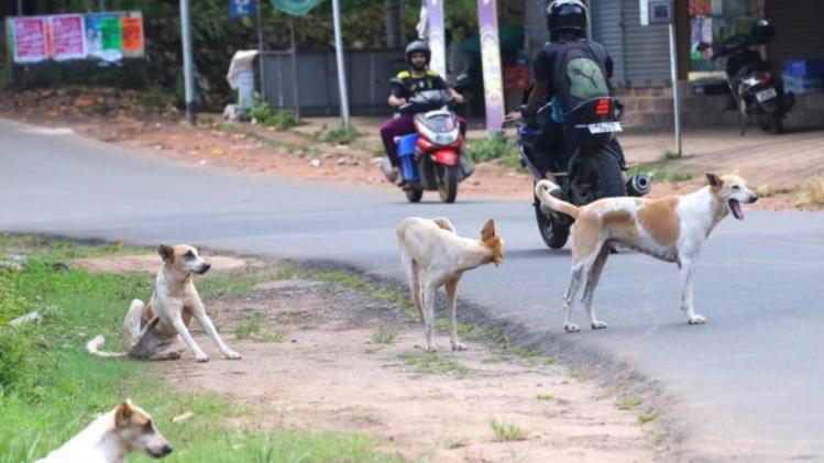Kerala Stray dog attack തെരുവുനായ ശല്യം രൂക്ഷം സംസ്ഥാനത്ത് ഇന്ന്