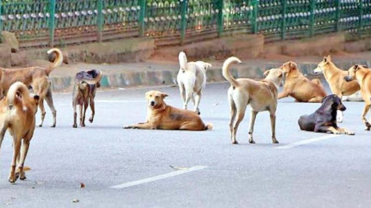 Stray Dog Issue In Supreme Court 