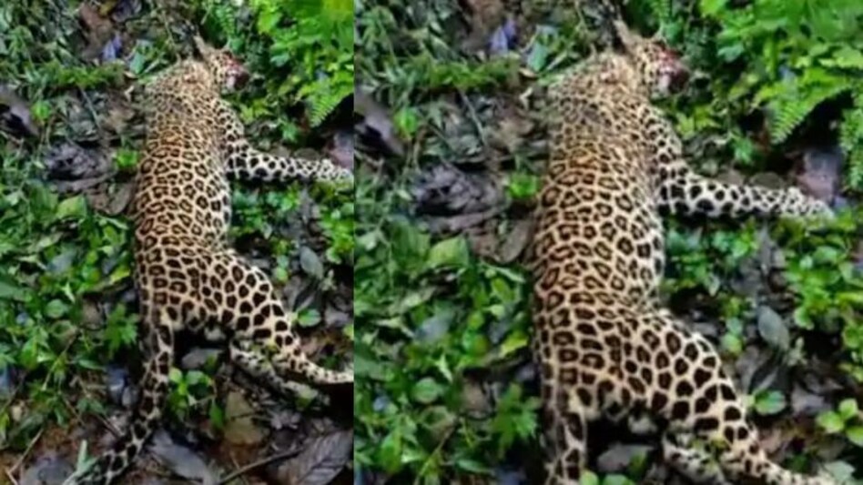 Leopard killed in Mankulam: മാങ്കുളത്ത് നാട്ടുകാരെ ആക്രമിച്ച പുലിയെ