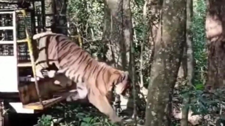 Tiger In Munnar Released