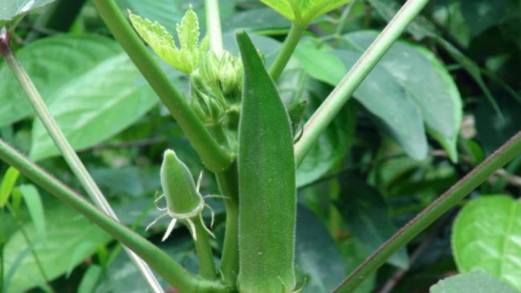 Benefits of ladies finger വെണ്ടയ്ക്കയെ പുച്ഛിക്കണ്ട; കാഴ്ചശക്തിക്കും