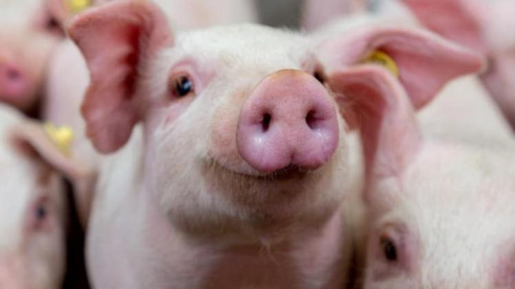 Swine Flu In Kannur 