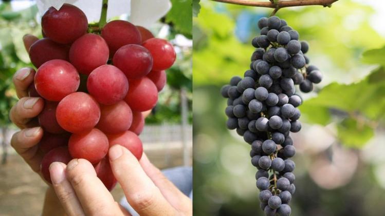 Most expensive grapes ഭീമൻ മുന്തിരി! ഒരു കുലയ്ക്ക് ഒൻപത് ലക്ഷം