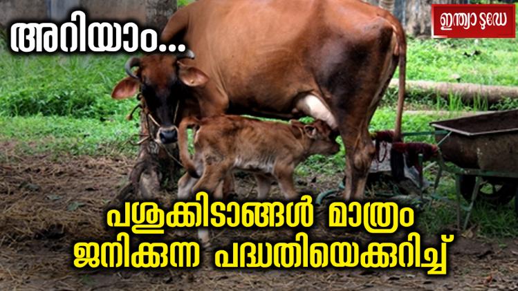 കേരളം ഇനി പശുക്കളുടെ സ്വന്തം നാട് അറിയാം പശുക്കിടാങ്ങൾ മാത്രം