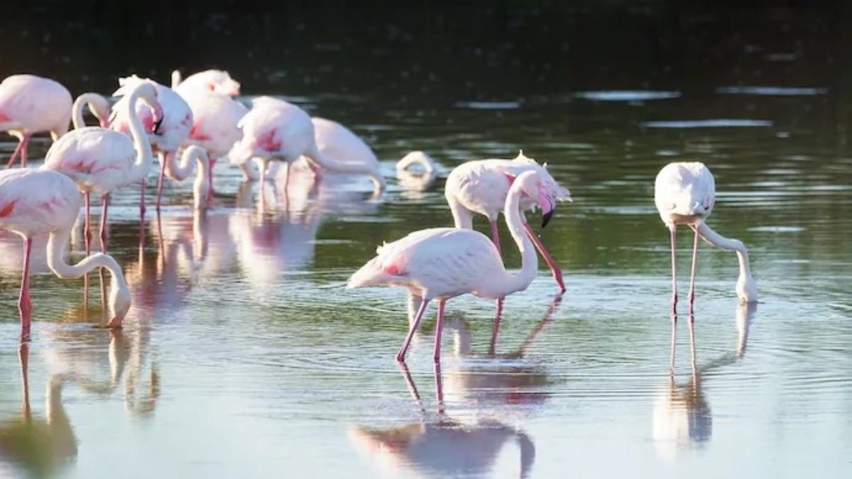 World Migratory Bird Day 2023: തളരാത്ത ചിറകുമായി പറക്കുന്നവർ; ഇന്ന് ലോക