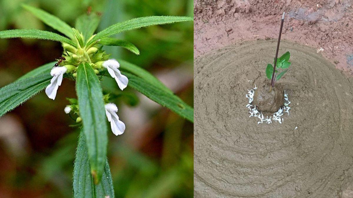 Onam 2023 മണ്‍മറയുന്ന കാശിതുമ്പയും തുമ്പക്കുടവും Onam 2023