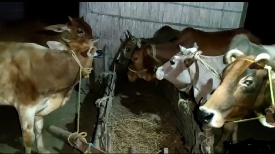 Assam police seizes six smuggled cattles in Dhubri Assam police seizes six smuggled cattles in Dhubri