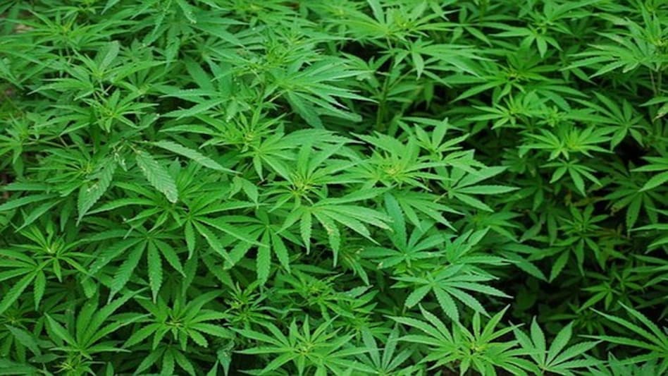 Taliban signs deal with Australian company, may legalize 'cannabis processing' Taliban signs deal with Australian company, may legalize 'cannabis processing'
