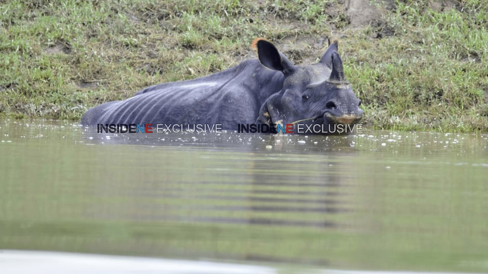 Kaziranga floods