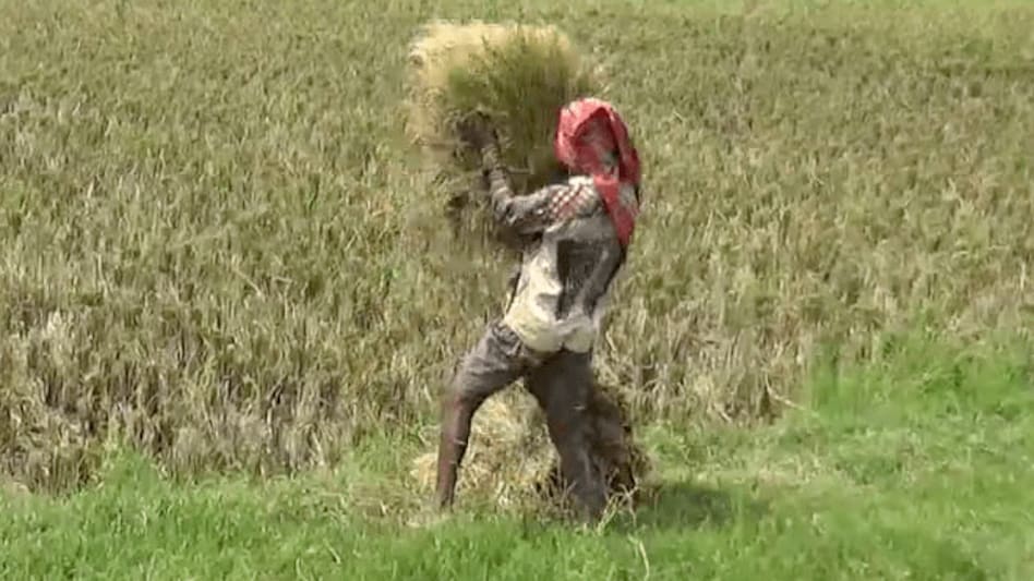 Tripura: Farmers lack access to markets amid harvest season Tripura: Farmers lack access to markets amid harvest season