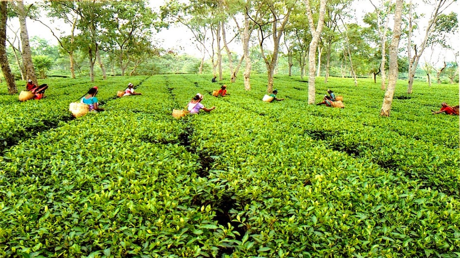 Dolu Tea Estate