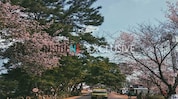 International Cherry Blossom Festival begins in Shillong International Cherry Blossom Festival begins in Shillong