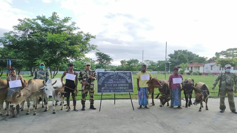 BSF apprehends five cattle smugglers, rescues 101 cattle