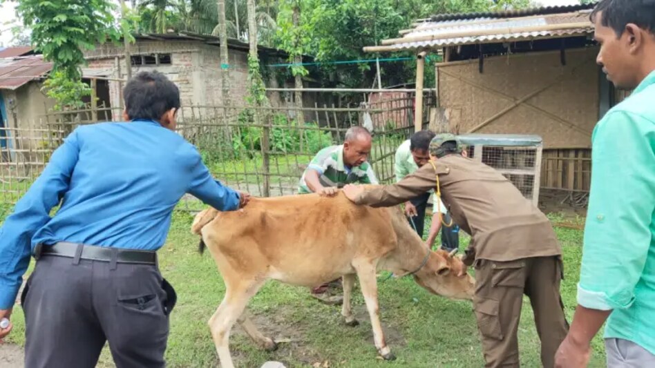 cattle cattle