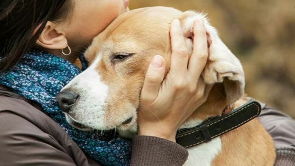 Dog catches hold of rapist while trying to flee crime scene