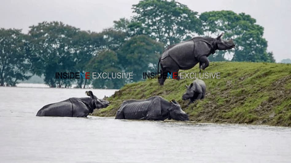 Assam: Flood fury continues in Kaziranga Natonal Park, 145 animals die Assam: Flood fury continues in Kaziranga Natonal Park, 145 animals die