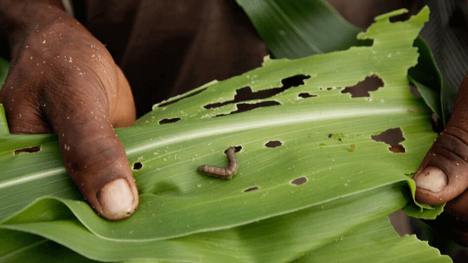 Mizoram: Fall Army Worm (FAW) Outbreak, more than 2k households affected Mizoram: Fall Army Worm (FAW) Outbreak, more than 2k households affected