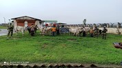 Assam: BSF apprehends 6 cattle smugglers along with 132 cattle Assam: BSF apprehends 6 cattle smugglers along with 132 cattle