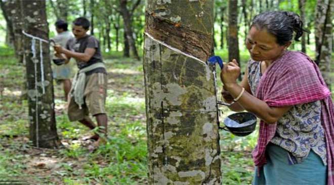 2nd Largest Producer Tripura to Get its Own Rubber Clone 2nd largest producer tripura to get