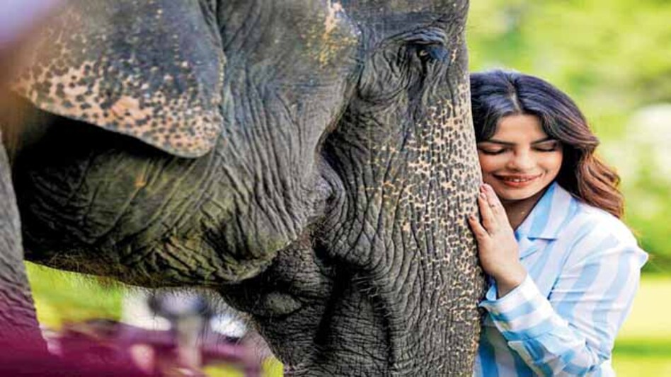 kaziranga kaziranga