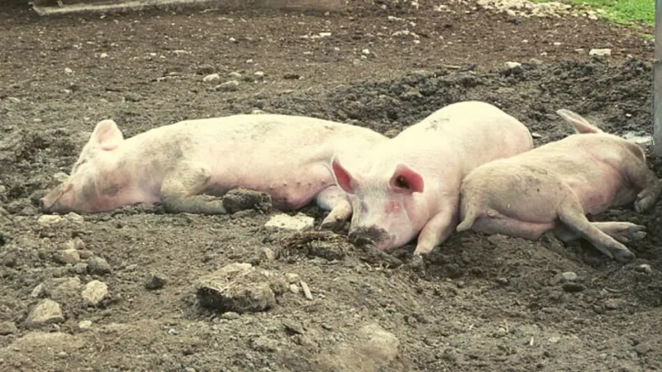 swine flu swine flu