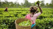 Budget 2021: FM announces Rs. 1,000 crore for tea workers in Assam, Bengal Budget 2021: FM announces Rs. 1,000 crore for tea workers in Assam, Bengal