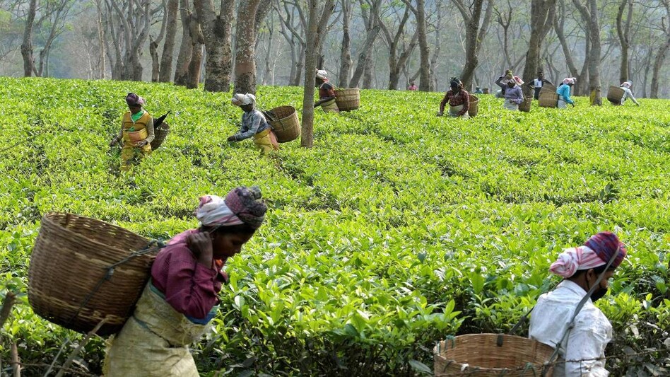 Assam: Medical seat quota for tea tribes approved by cabinet Assam: Medical seat quota for tea tribes approved by cabinet