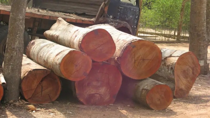 Illegal smuggled wood seized in Chirang