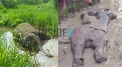 Body of Dead Elephant Calf Recovered in Assam's Tea Garden Body of Dead Elephant Calf Recovered in Assam's Tea Garden
