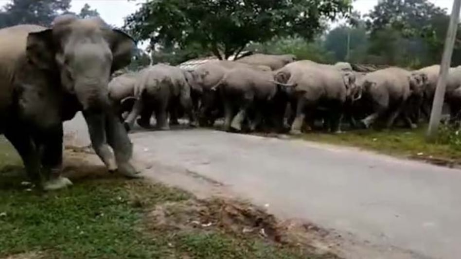 man-elephant conflict