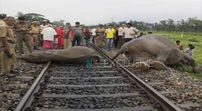 'Deepor Beel' Locals Risking their Own Lives to Save Elephants