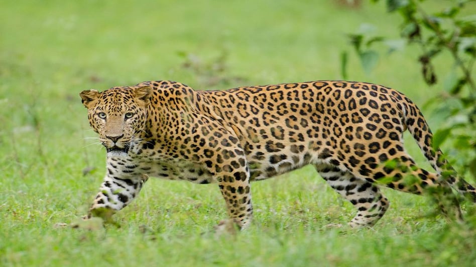 Leopard kills 5-year-old girl at brother's birthday party near Srinagar Leopard kills 5-year-old girl at brother's birthday party near Srinagar