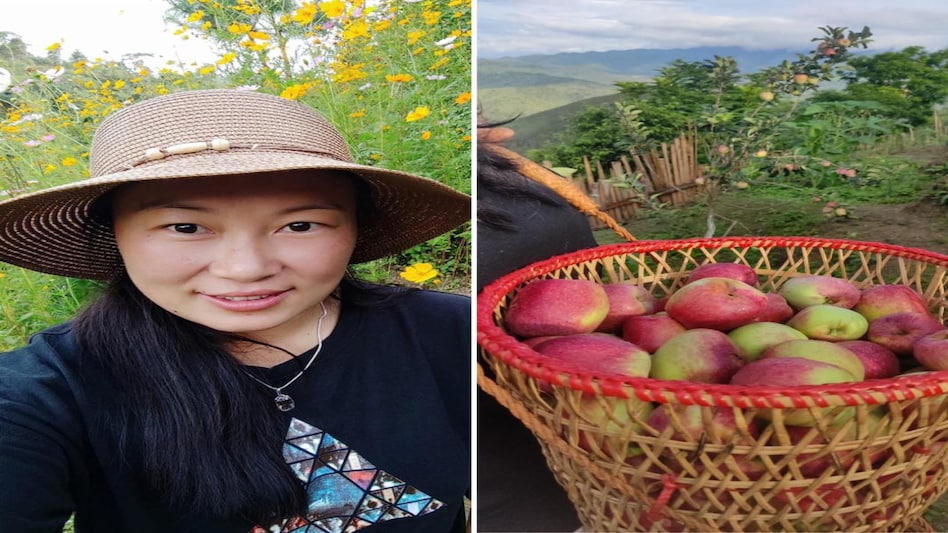 Manipur's apple farming emerging as a lucrative profession for locals Manipur's apple farming emerging as a lucrative profession for locals