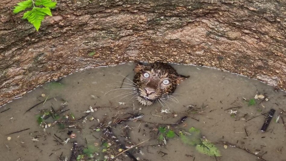 leopard leopard