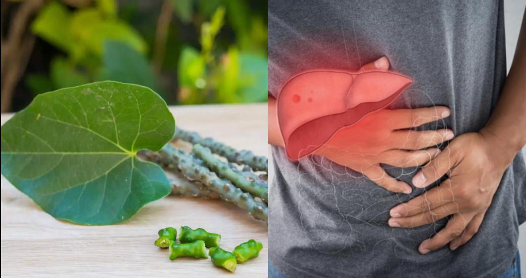 Giloy is linked to liver damage? Here's what the government has to say