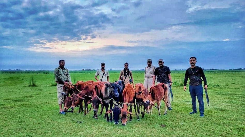 Nine cattle being smuggled to Bangladesh Nine cattle being smuggled to Bangladesh