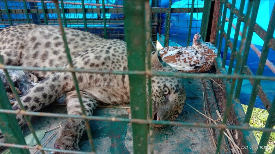 leopard leopard