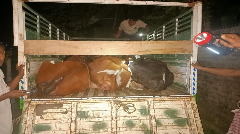 Police fired on fleeing cattle smugglers vehicle Police fired on fleeing cattle smugglers vehicle