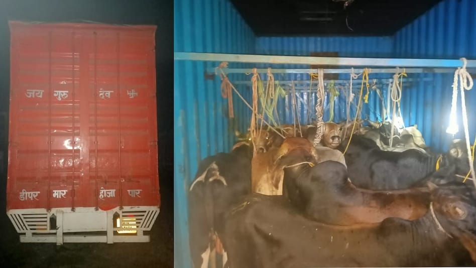 13 cattle being smuggled to Bangladesh seized 13 cattle being smuggled to Bangladesh seized