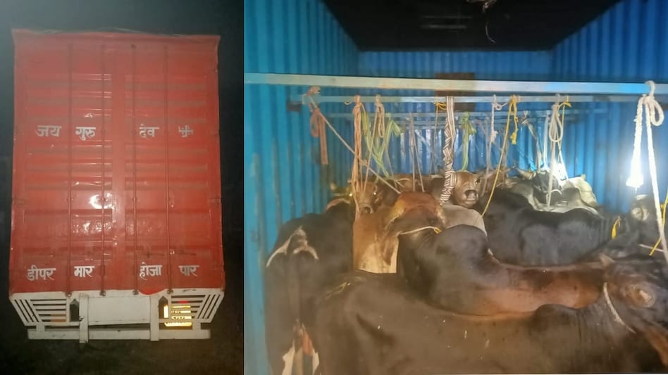 13 cattle being smuggled to Bangladesh seized