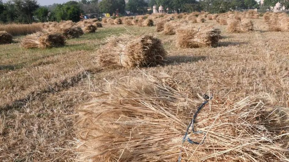 wheat wheat