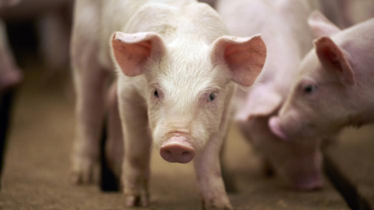 Outbreak of African Swine Fever in Assam’s Sivasagar