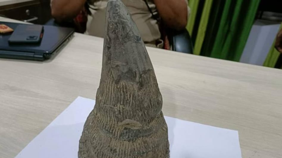 Smuggler held with rhino horn in Jorhat Smuggler held with rhino horn in Jorhat