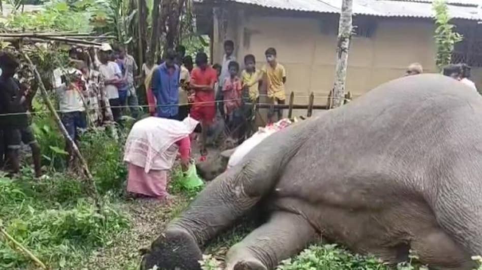 Wild elephant carcass in Numaligarh, Assam