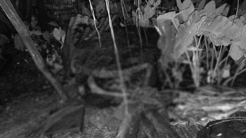 Assam: Woman's body found in toilet tank Assam: Woman's body found in toilet tank