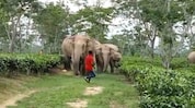 Assam: Starving wild elephants attack locals; no casualties reported Assam: Starving wild elephants attack locals; no casualties reported