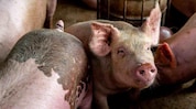African Swine Fever outbreak continues in Assam’s Golaghat; section 144 imposed African Swine Fever outbreak continues in Assam’s Golaghat; section 144 imposed