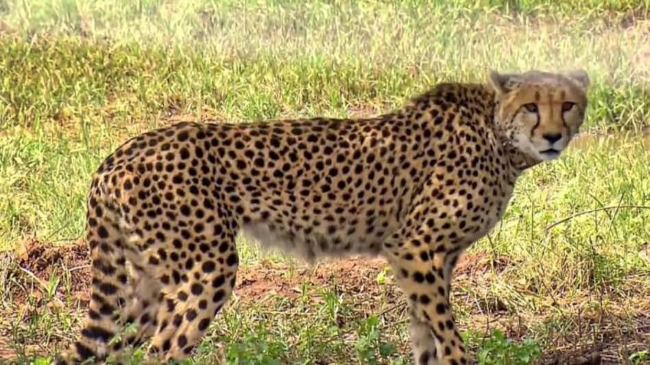 PM Modi release eight Cheetahs from Nambia at Kuno National Park PM Modi release eight Cheetahs from Nambia at Kuno National Park