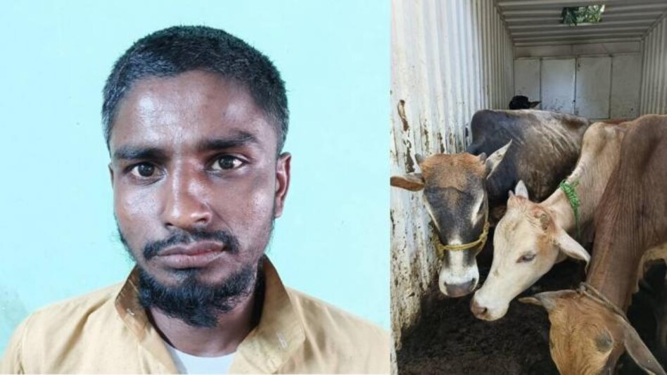 14 cattle heads seized in Assam's Nagaon, one held 14 cattle heads seized in Assam's Nagaon, one held