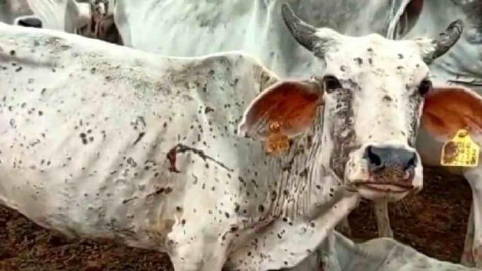 Congress stages walkout from Gujarat Assembly over lumpy virus issue Congress stages walkout from Gujarat Assembly over lumpy virus issue